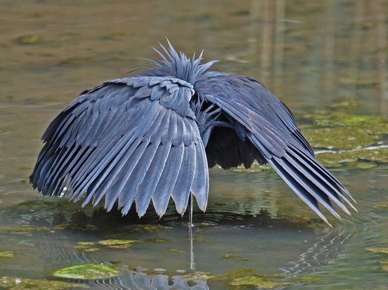 ছাতা সেজে মাছ শিকারি পাখি ব্ল্যাক এগ্রেটস