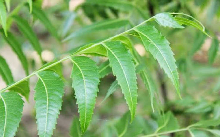 নিম পাতার উপকারিতা