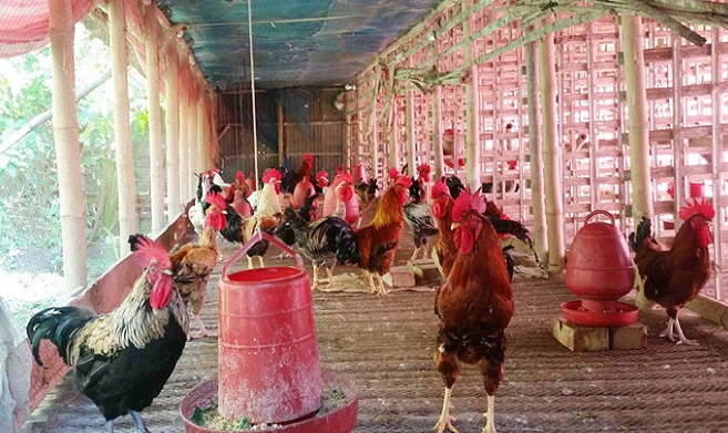 কম খরচে সহজেই মুরগীর খামার তৈরির পদ্ধতি