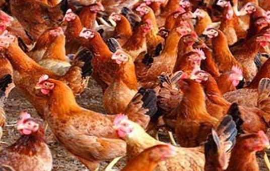 সোনালি মুরগির পালন পদ্ধতি – লাভ, খরচ ও সমস্ত তথ্য